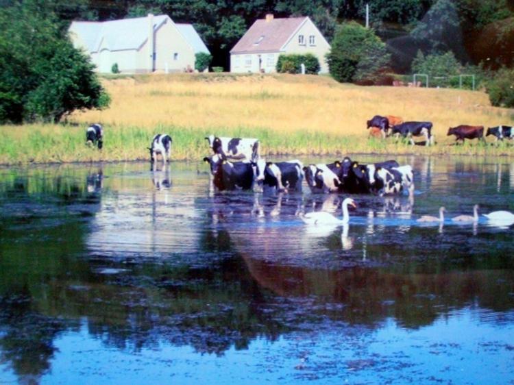 Engelsholm Bed & Breakfast Bredsten  Bagian luar foto
